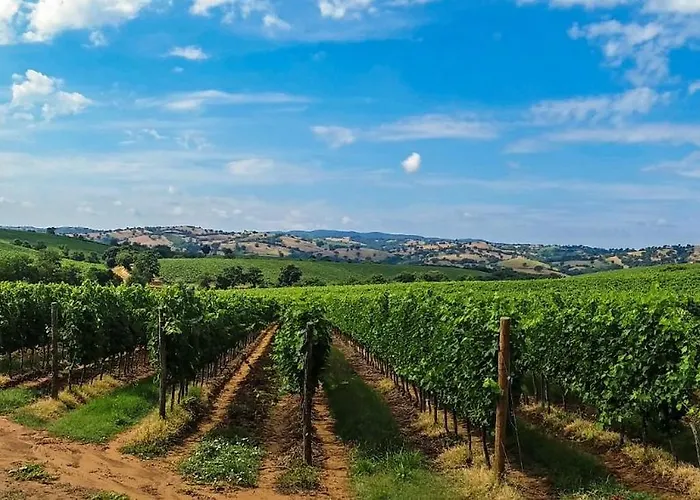 And Cozy Apprtment In With Panoramic View Апартаменты Murazzano (Cuneo)